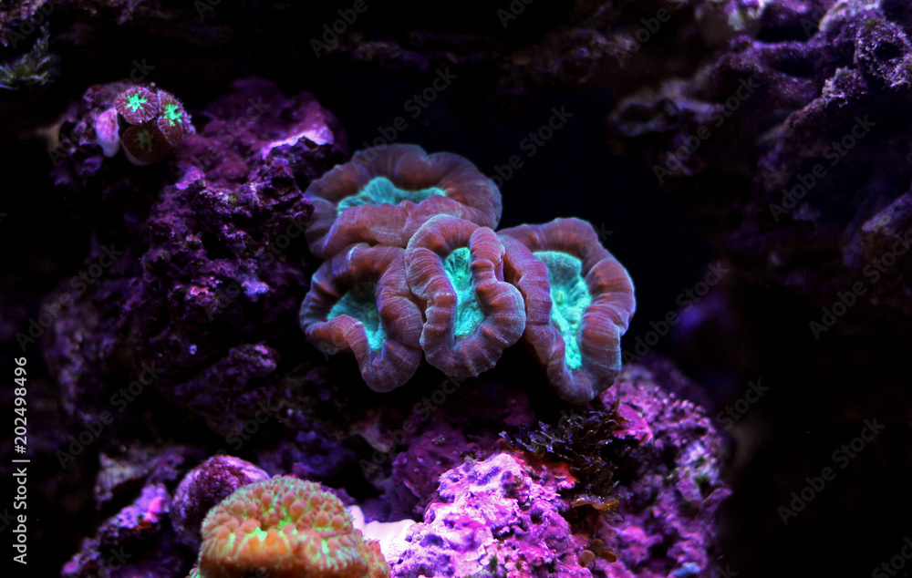 Fototapeta premium Caulastrea LPS do akwarium z rafą koralową