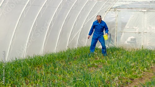 Middle age farmer working in onion greenhouse.