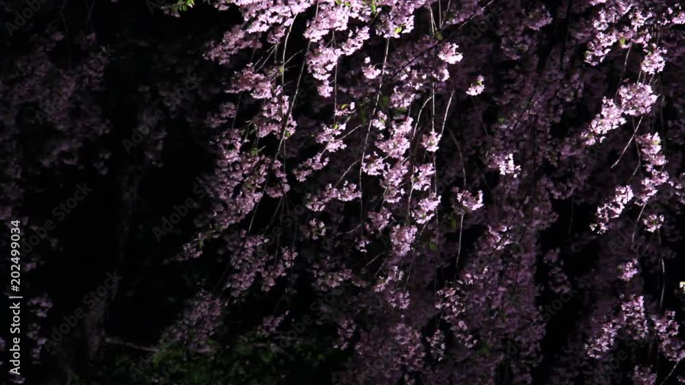 角館 夜桜 武家屋敷 ライトアップ 角館 夜桜 武家屋敷 ライトアップ