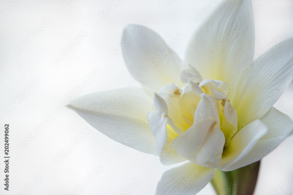 Close up of White Nymph hippeastrum flower