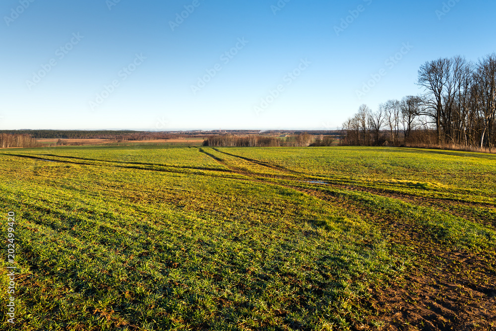 Green fields in autumn time, Tukums area, Latvia.