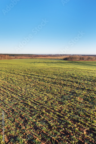 Green fields in autumn time, Tukums area, Latvia.