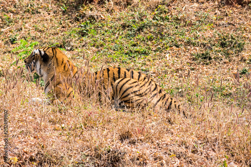 Bengal tiger  close view at zoo at different position at national park.