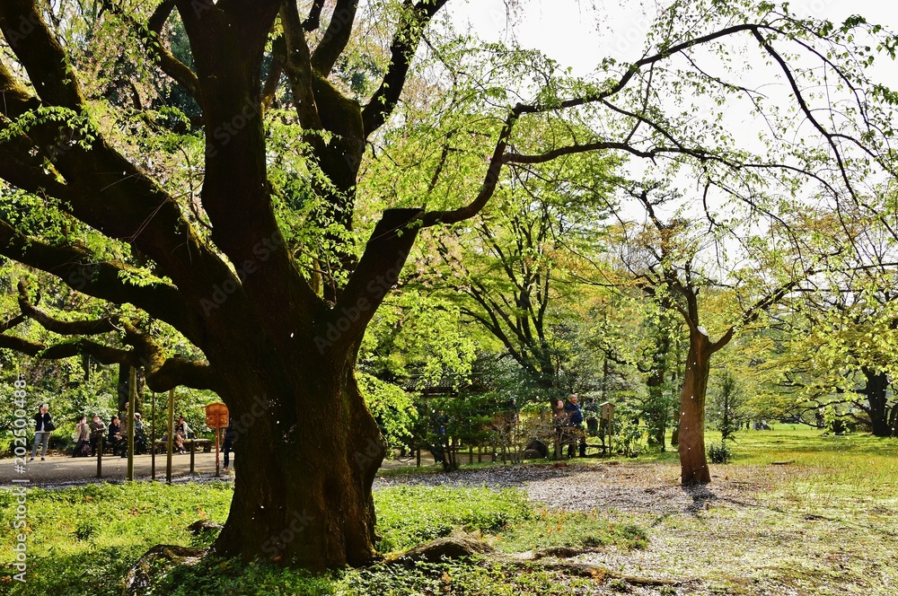 Rikugien, Tokyo, Japan 