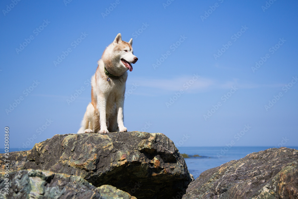 Φωτογραφία Portrait of Prideful Siberian husky dog sitting on the rock near the sea