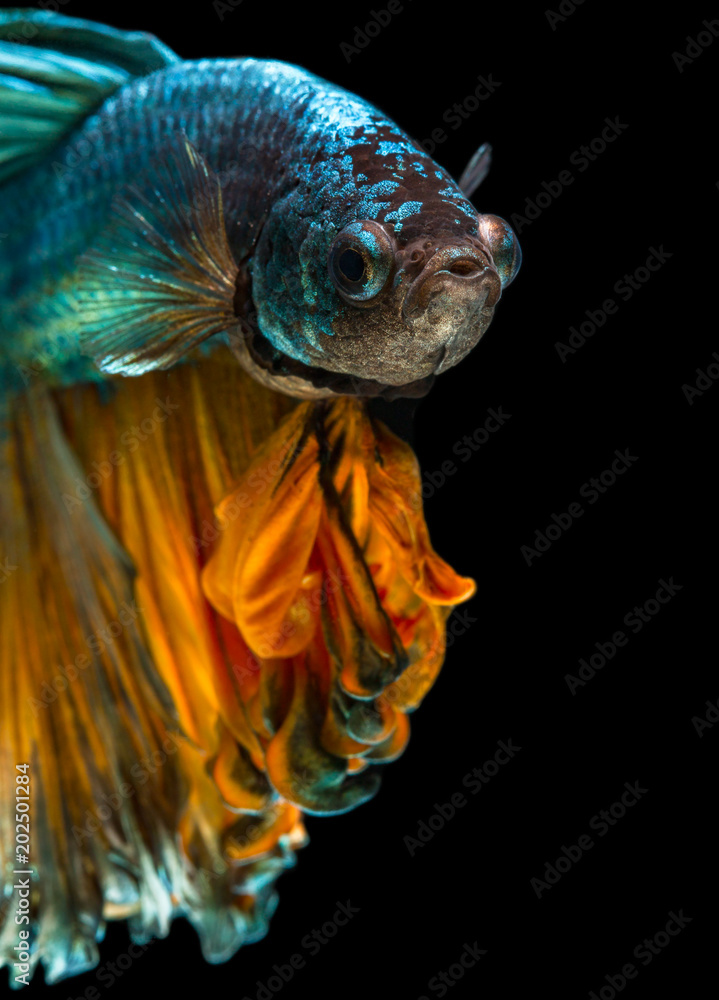 Fototapeta premium siamese fighting fish