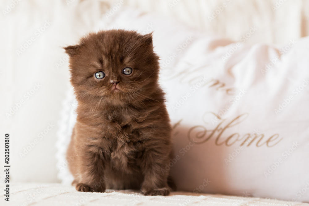 Duplicatie auteursrechten contant geld Stockfoto Britisch Langhaar Kitten in chocolate - 5 Wochen alt - auf Couch  | Adobe Stock
