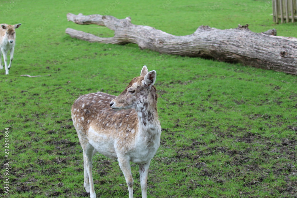 Deer In A Pasture Deer In A Pasture