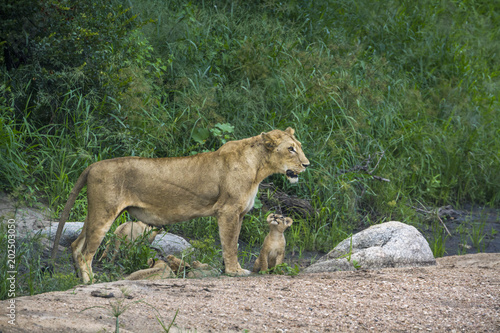 African lion in Kruger National park  South Africa