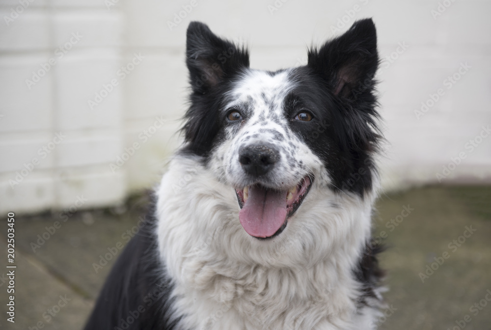 Beautiful smiling black and white sheepdog with an open mouth Beautiful smiling black and white sheepdog with an open mouth