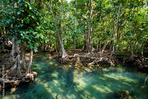 Krabi Tha Pom mangrove reserve