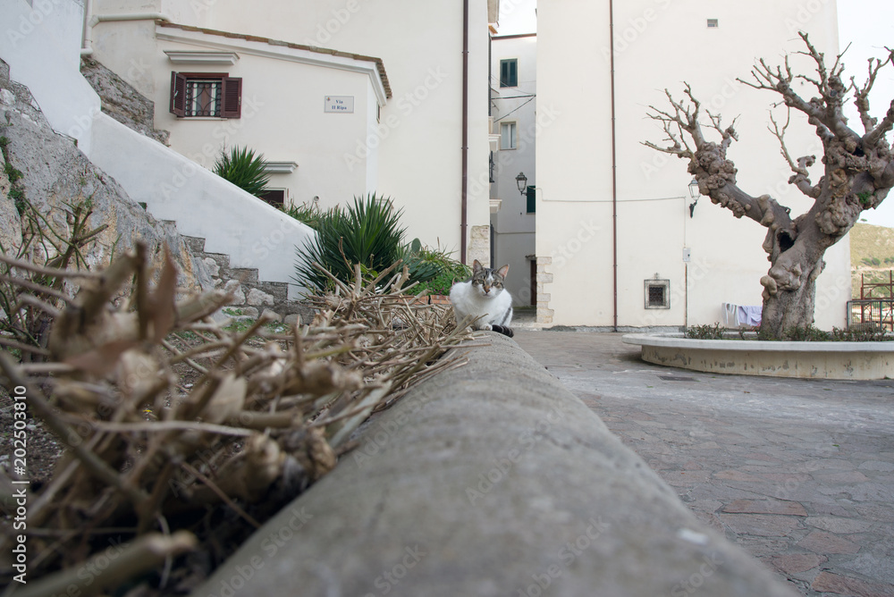 Fotografie Cat in Sperlonga, Italy
