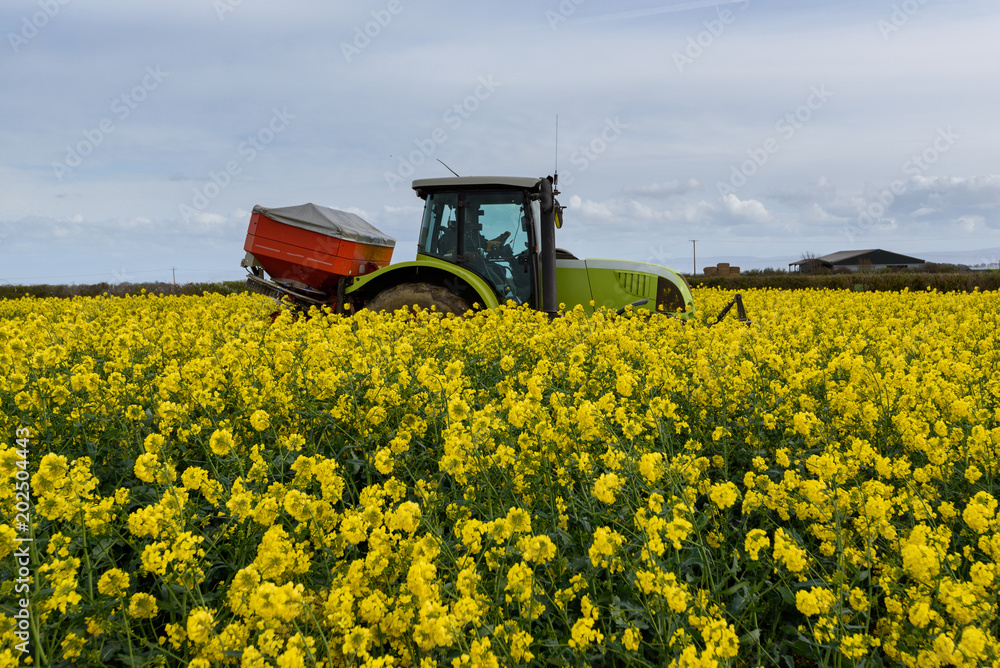Tractor with a sowing seed machine and a fertilizer machine, as trailers, within a rapeseed field
