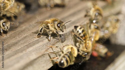 Honigbienen © C. Schüßler