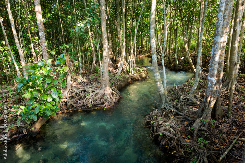 Krabi Tha Pom mangrove reserve