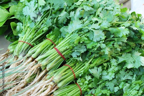 Fresh coriander for cooking in the market