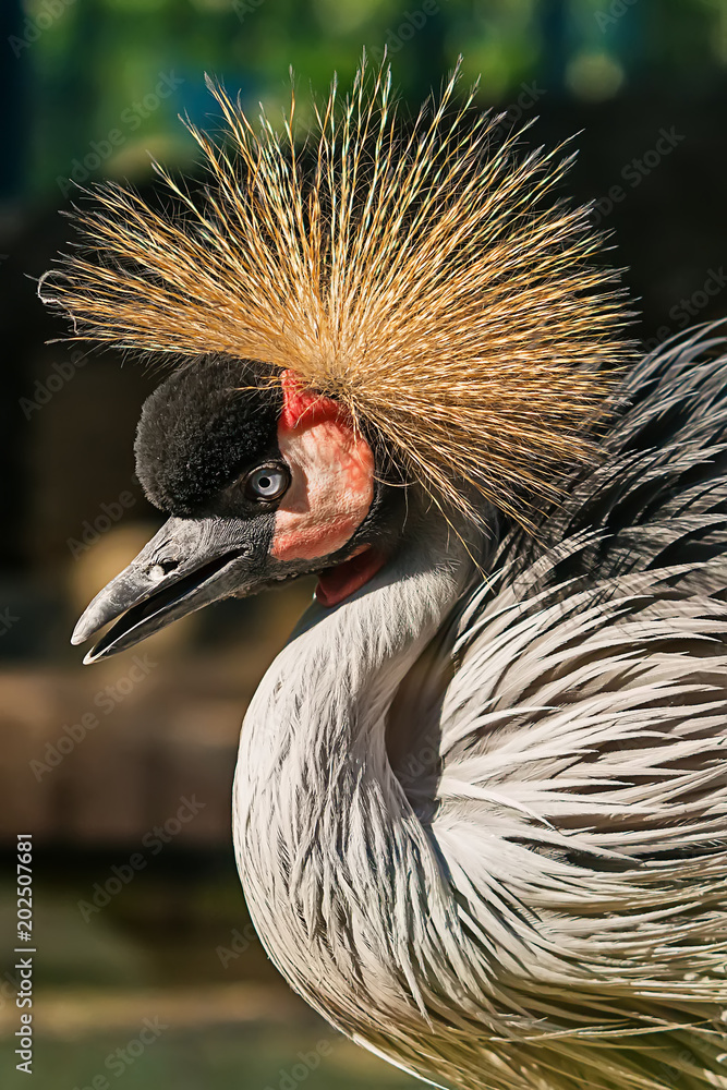Naklejka premium Crowned Crane