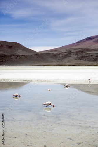 Laguna Hedionda in Bolivia