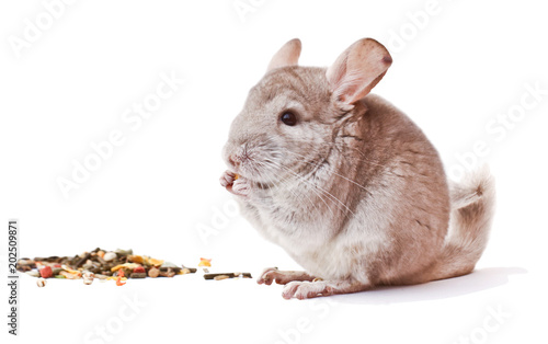 light chinchilla, chinchilla eating, chinchilla on white background, chinchilla food photo