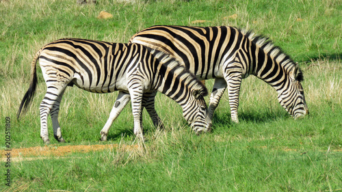 2 Zebra s feeding on green gras