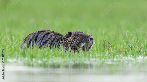nutria on the grass with water