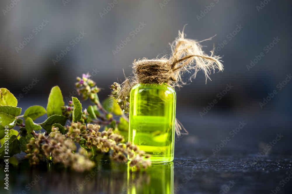 Φωτογραφία Ayurvedic/ Herbal/ Medicinal essence of herb Tulsi or Holy basil in a transparent bottle with leaves and flowers of holy basil used in medicines of cough, fever and common cold