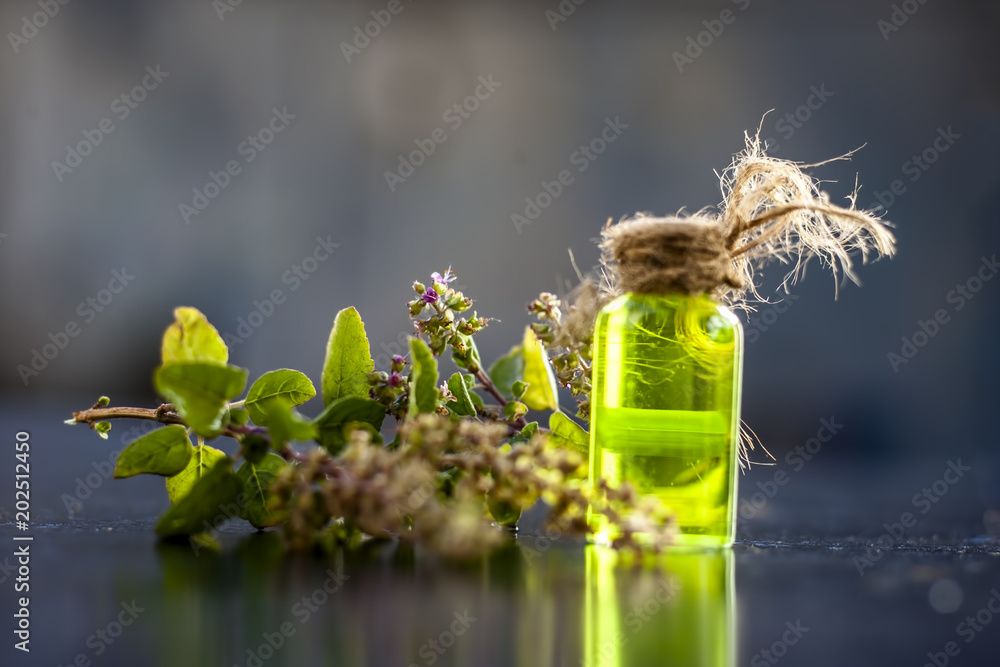 Φωτογραφία Ayurvedic/ Herbal/ Medicinal essence of herb Tulsi or Holy basil in a transparent bottle with leaves and flowers of holy basil used in medicines of cough, fever and common cold
