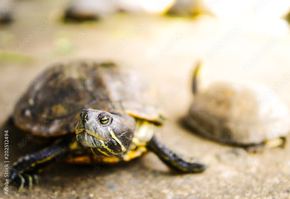 Fototapeta premium Asian tortoises are eating fruit