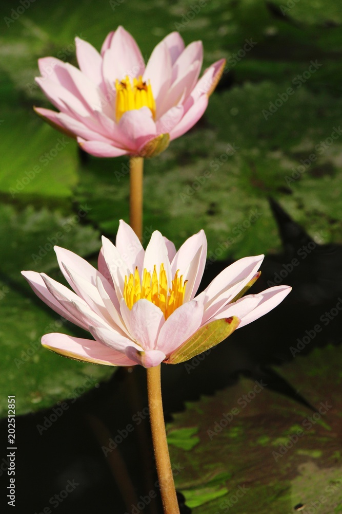 Beautiful lotus in the pond with nature Beautiful lotus in the pond with nature