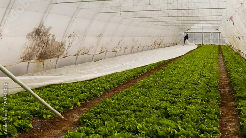 Two farmers removing thermo foil in a greenhouse.