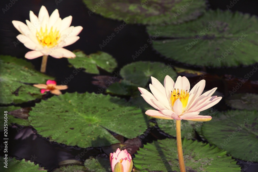 Beautiful lotus in the pond with nature Beautiful lotus in the pond with nature