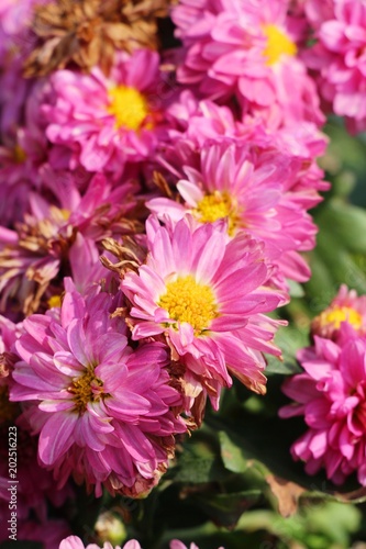 Chrysanthemums flower is beautiful in the garden