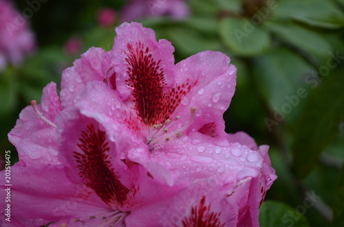 Fototapeta Naklejka Na Ścianę i Meble -  Drops on pink Flower