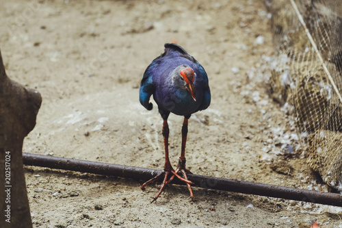 Beautiful Sultanka Bird photo