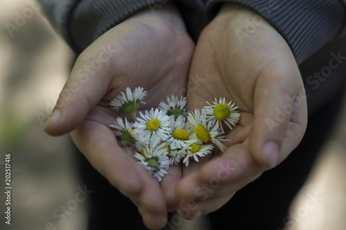 Mother's day with flowers.daisy in the hand.  © Fertas