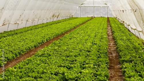 Green salad in a greenhouse.