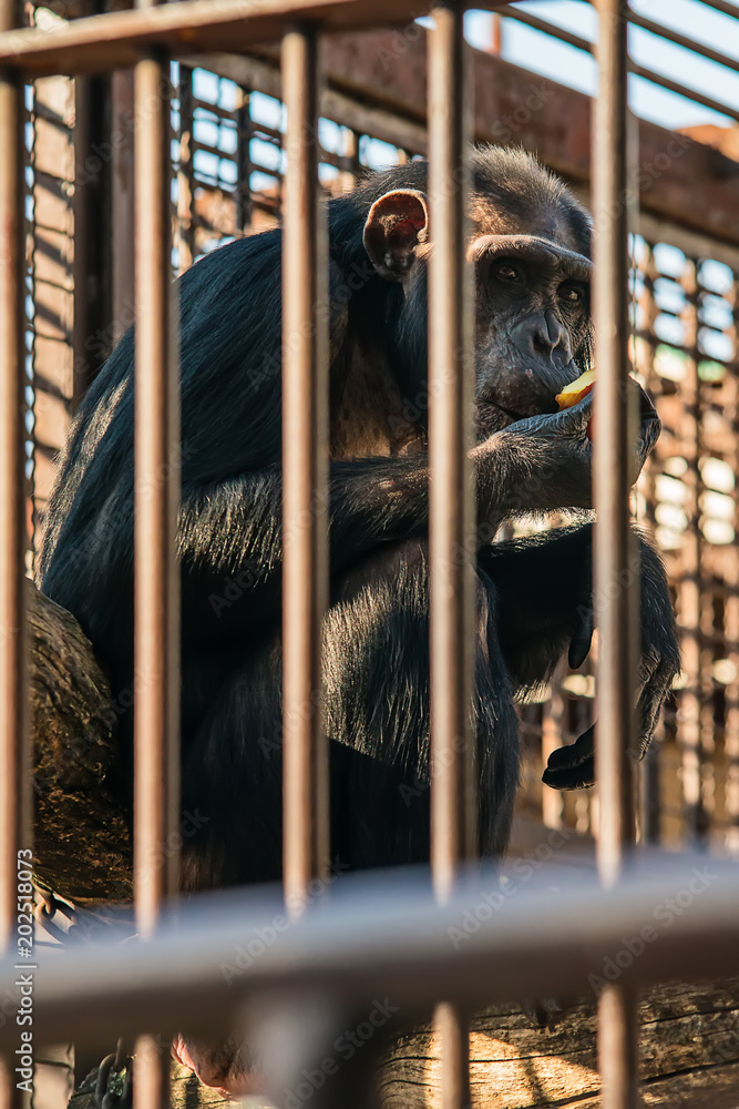 Naklejka premium Chimpanzee in cave