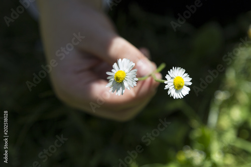 Mother's day with flowers.daisy in the hand. 