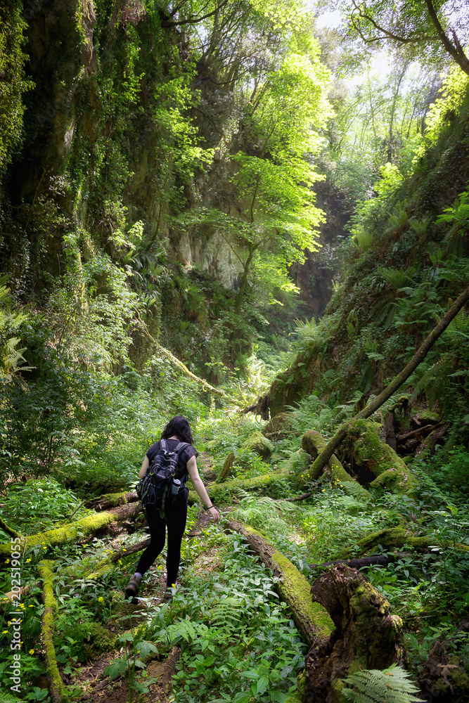 Hiker in deep gorge with vertical walls in the forest, rich in vegetation, ferns, moss and old tree trunks.