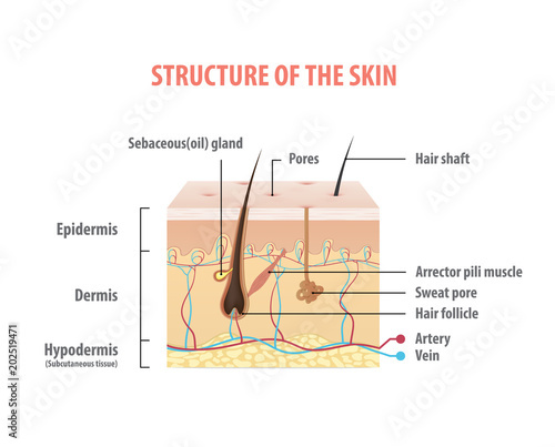 Structure of the skin info graphics illustration vector on white background. Beauty concept.