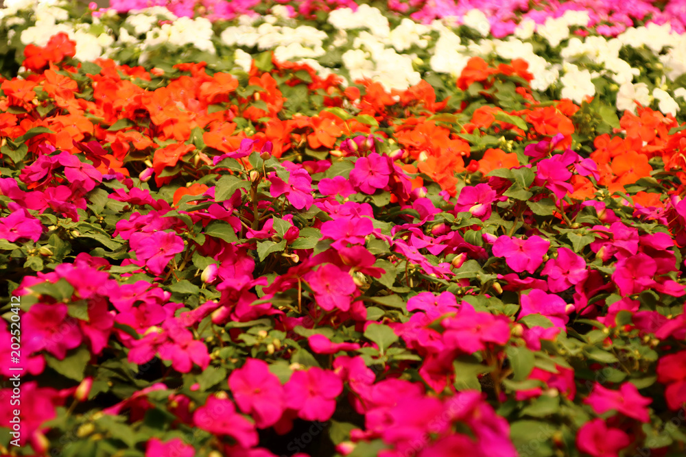 blumenbeet mit fleißige lieschen blumenbeet mit fleißige lieschen