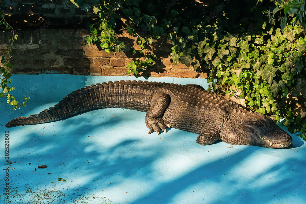 Naklejka premium Crocodile in the pool