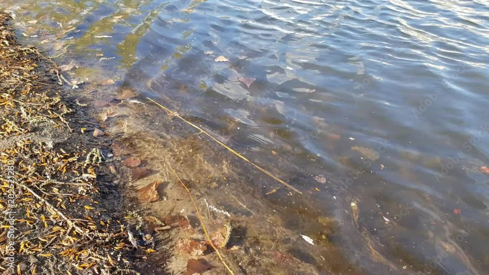 water near the river bank, organic debris in the water close up water near the river bank, organic debris in the water close up