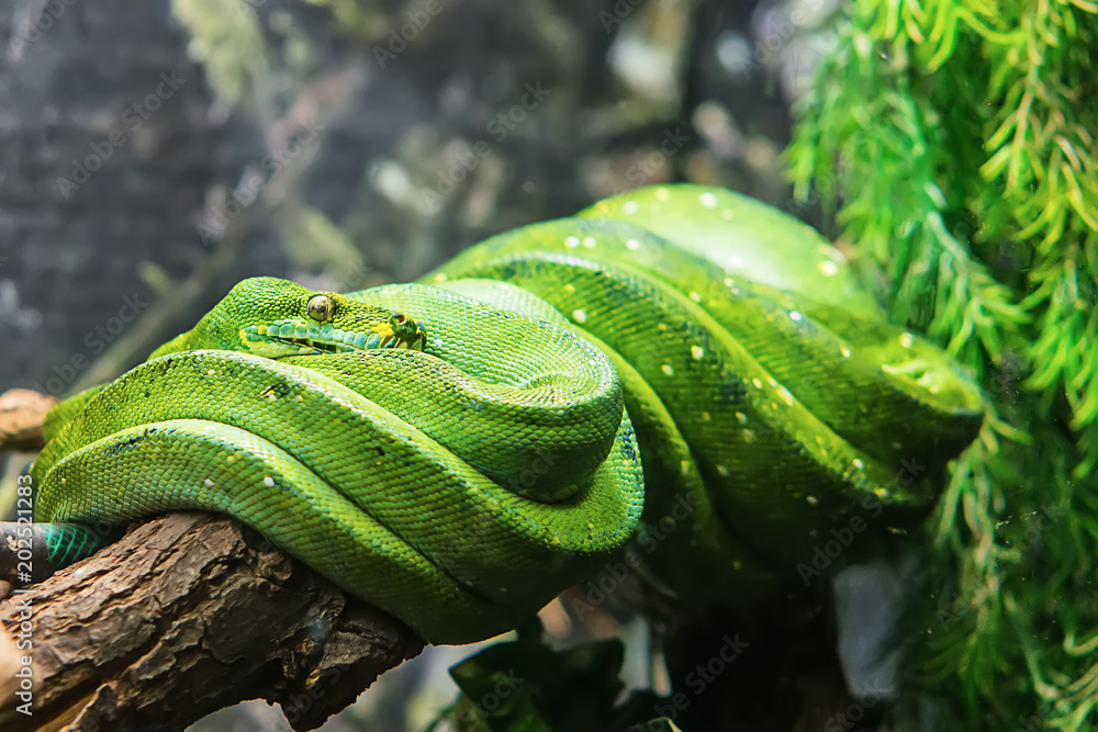 Naklejka premium Emerald tree boa