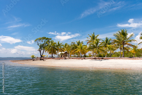 Island paradise with coconut trees and blue sky in the sea of Bahia  Brazil.