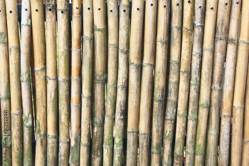 Bamboo tree with background texture in tropical