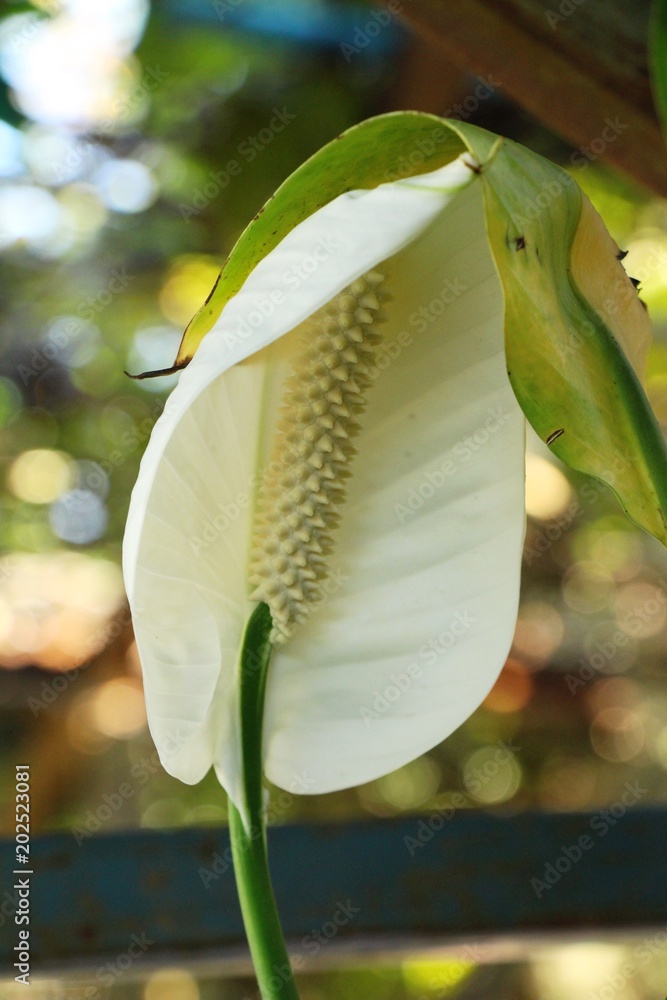 Flamingo flower at beautiful in the nature Flamingo flower at beautiful in the nature