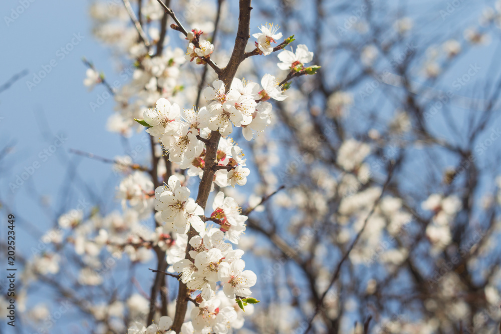 flowering apricot trees