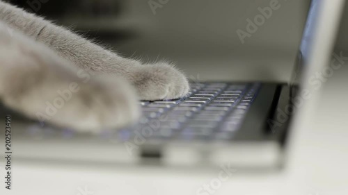 Cat is typing text on a laptop.