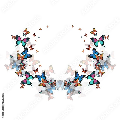 Fototapeta Naklejka Na Ścianę i Meble -  Vector illustration of a butterfly.